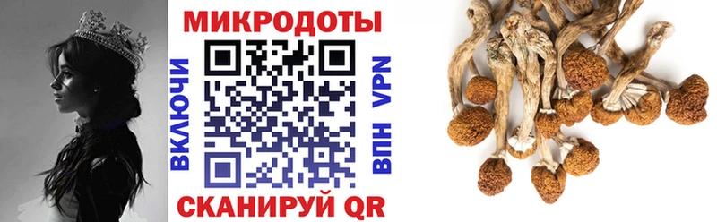 цена   Кедровый  Галлюциногенные грибы Psilocybe 